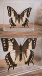 Unieke vlinder in displaybox