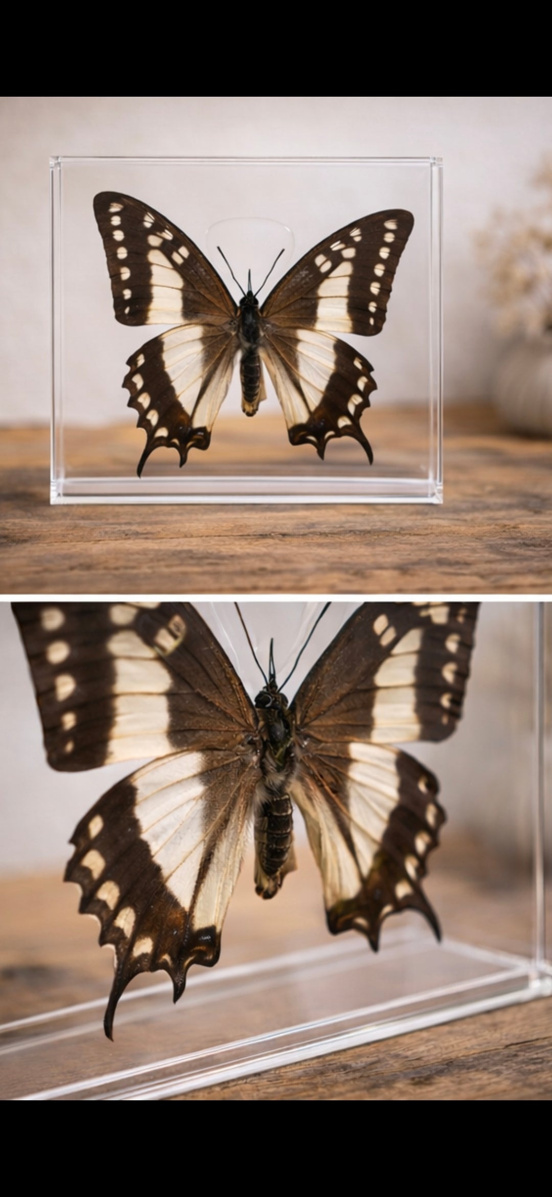 Unieke vlinder in displaybox