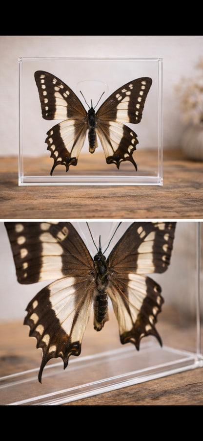Unieke vlinder in displaybox