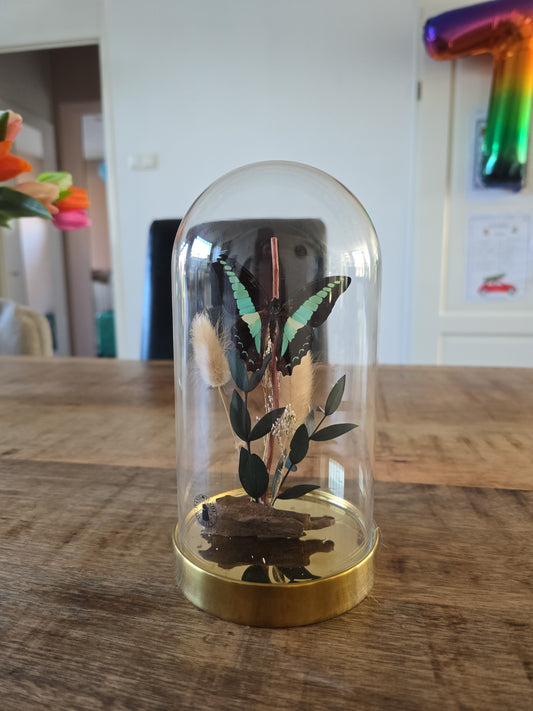 🦋 Vlinderstolp Graphium Sarpedon 🦋