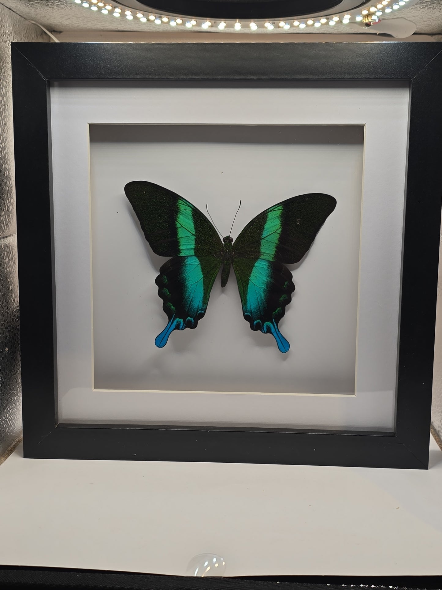 🦋 Opgezette Papilio Blumei – Peacock Swallowtail in luxe 3D lijst