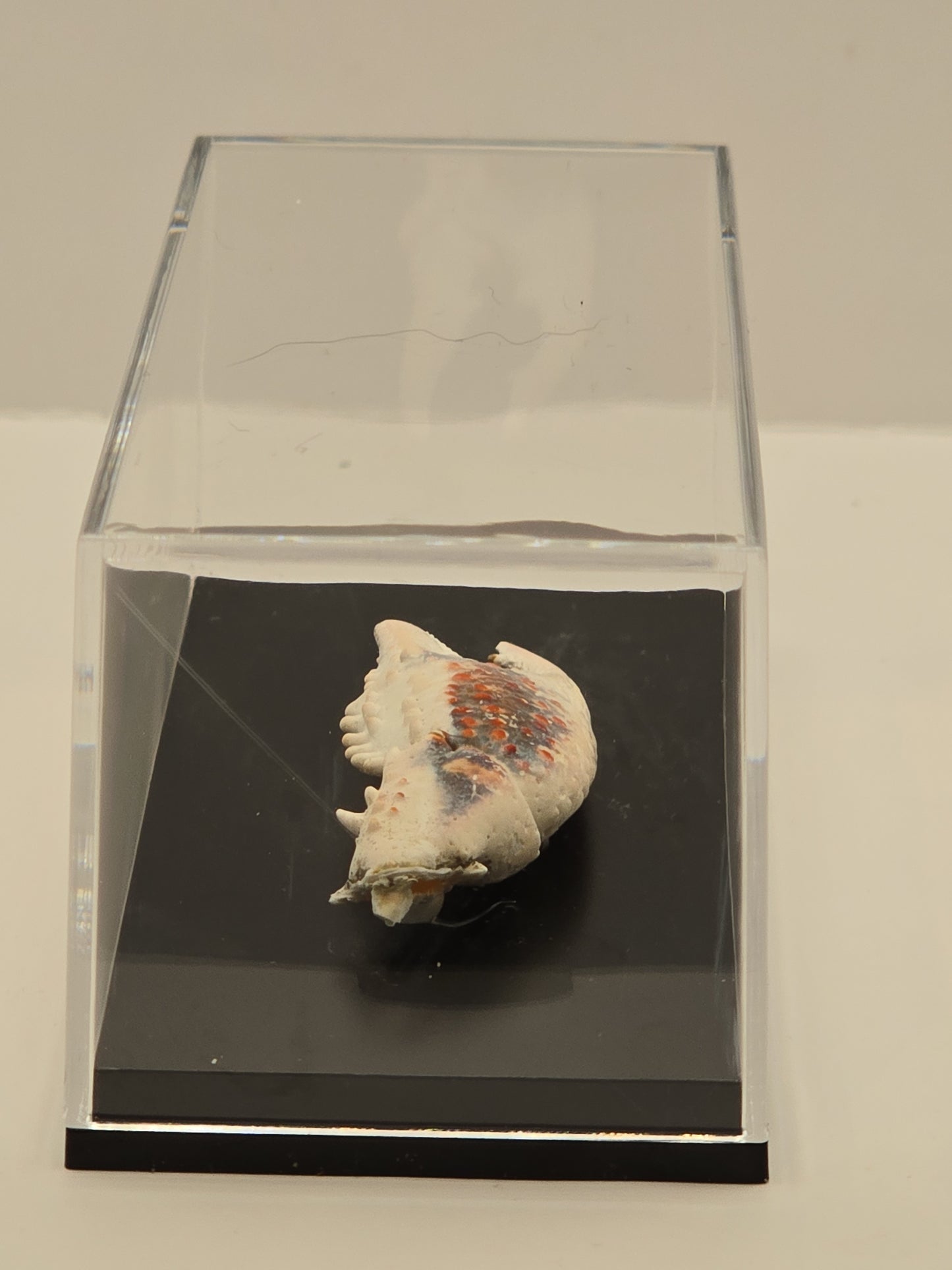Krabschaar in Transparante Display