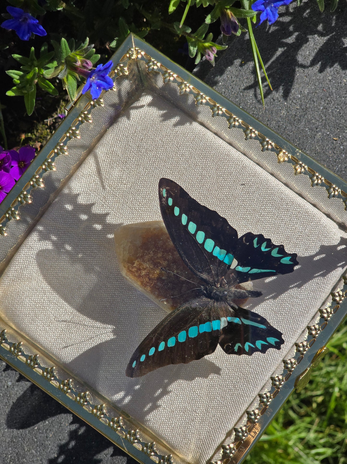 Vlinder in Gouden Display Box met Citrien