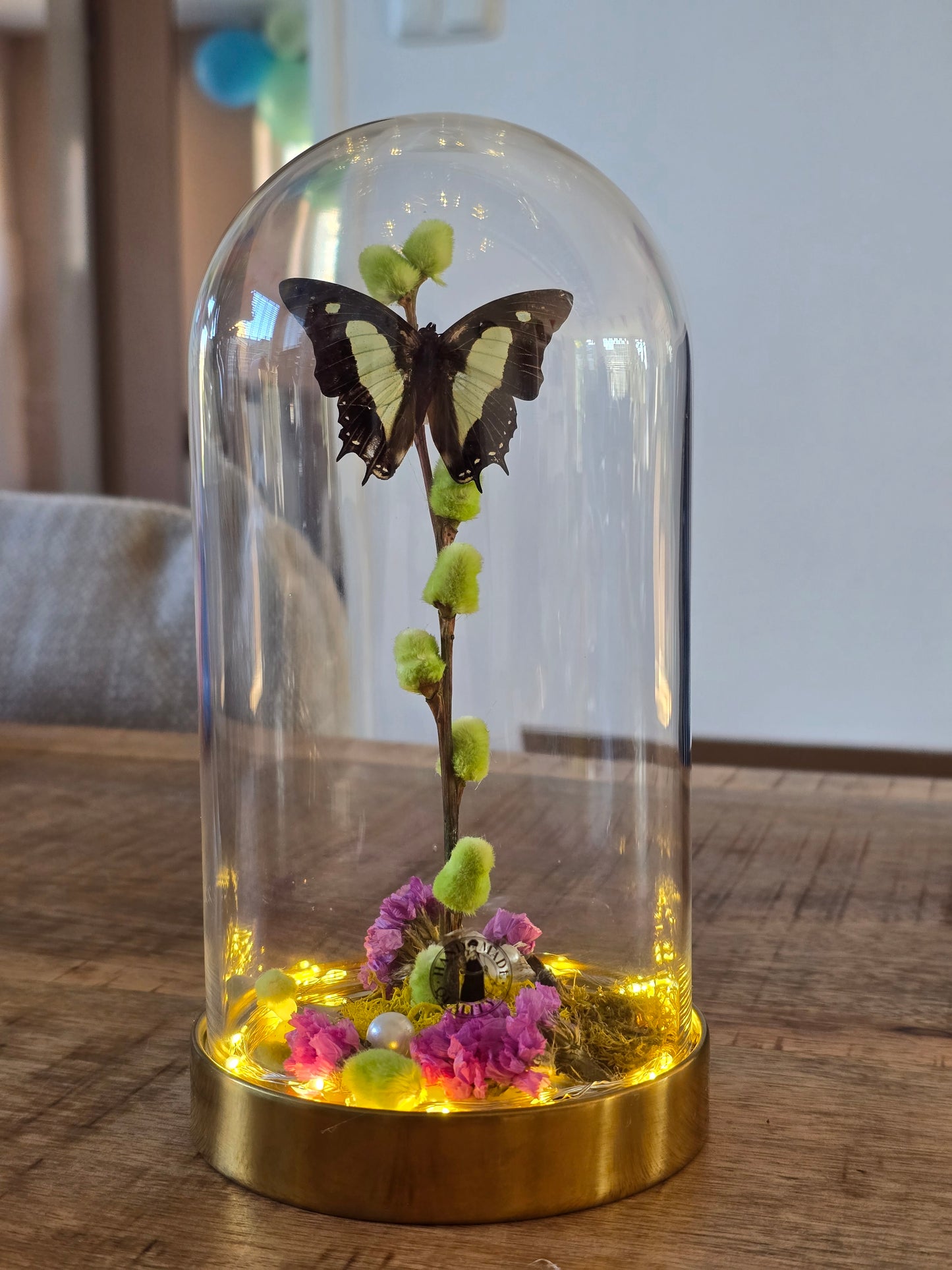 🦋 Vlinderstolp Polyura Athamas 🦋