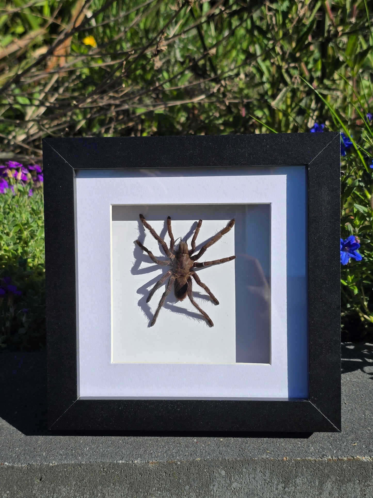Eurypelma spinicrus Tarantula – Ingelijst
