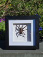 Eurypelma spinicrus Tarantula – Ingelijst