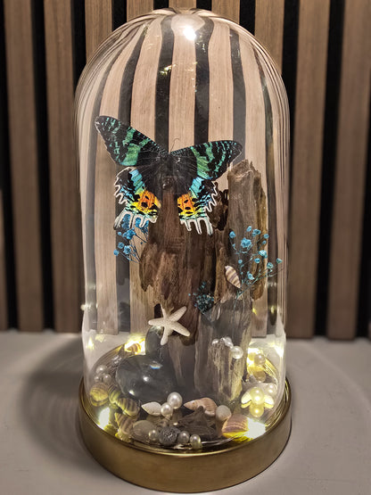 Vlinder Stolp “Ocean Glow” Urania Ripheus