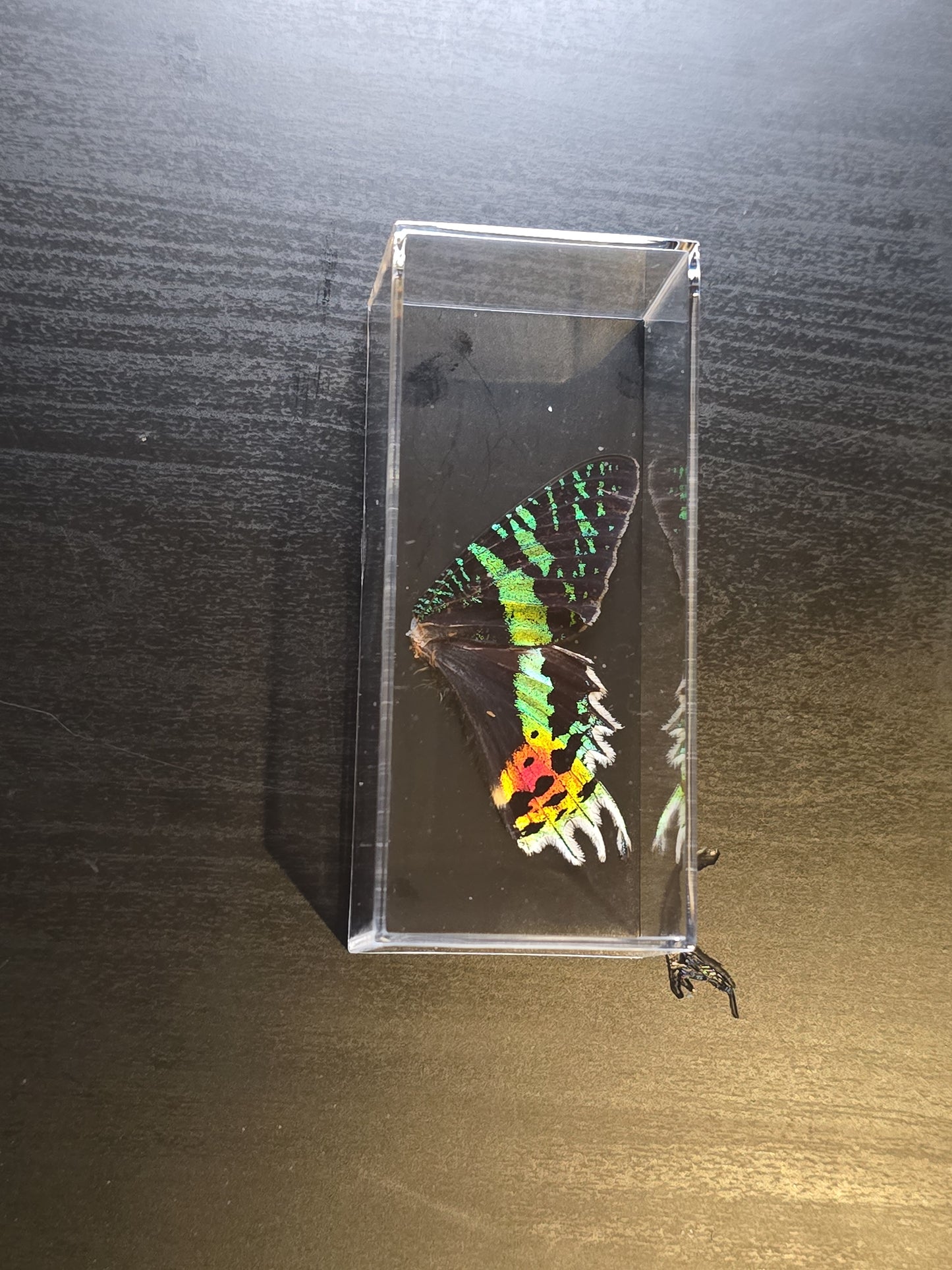 vlindervleugels in een transparante kunststof displaybox