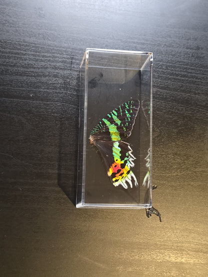 vlindervleugels in een transparante kunststof displaybox