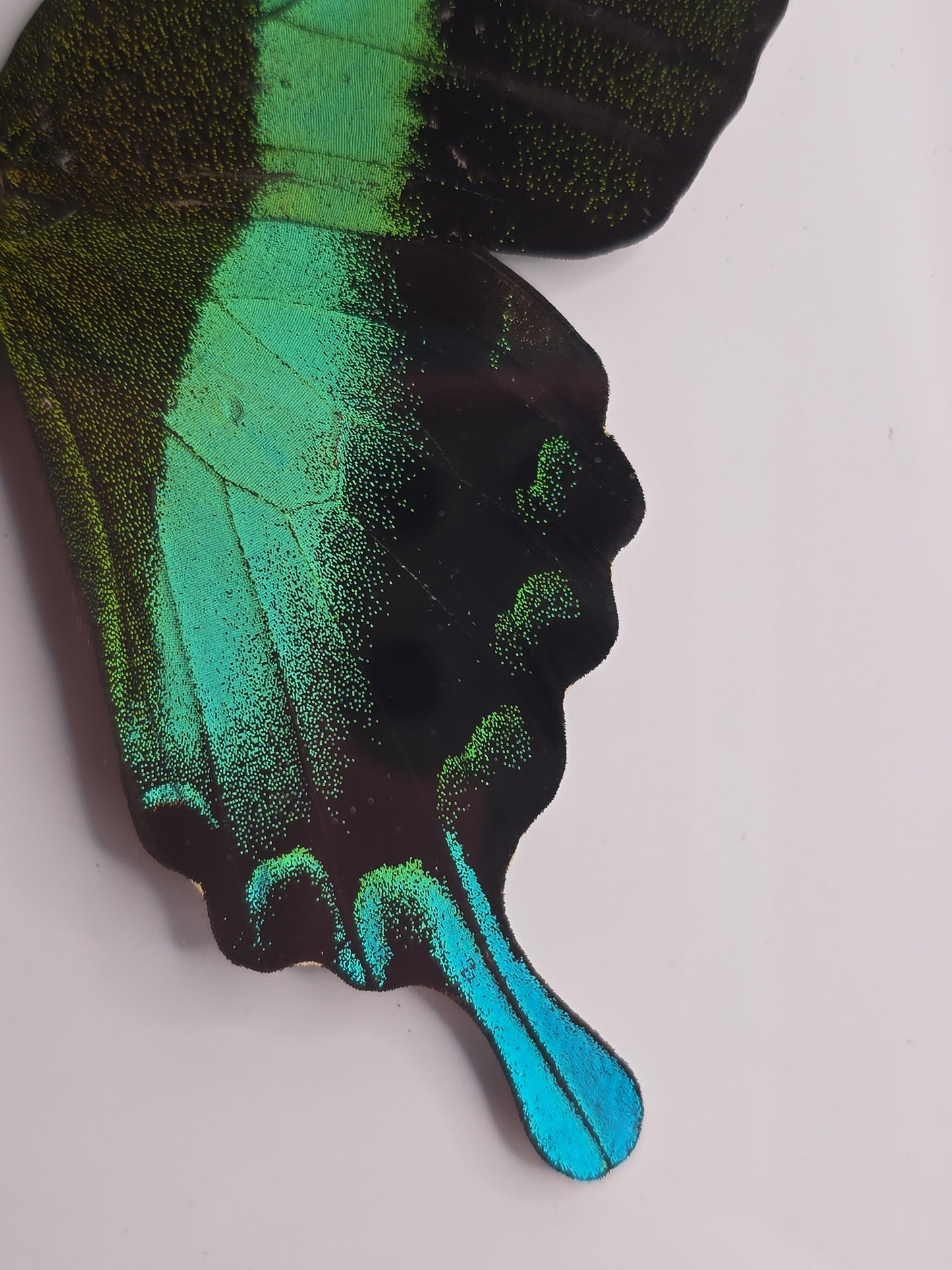 🦋 Opgezette Papilio Blumei – Peacock Swallowtail in luxe 3D lijst