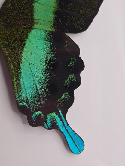 🦋 Opgezette Papilio Blumei – Peacock Swallowtail in luxe 3D lijst
