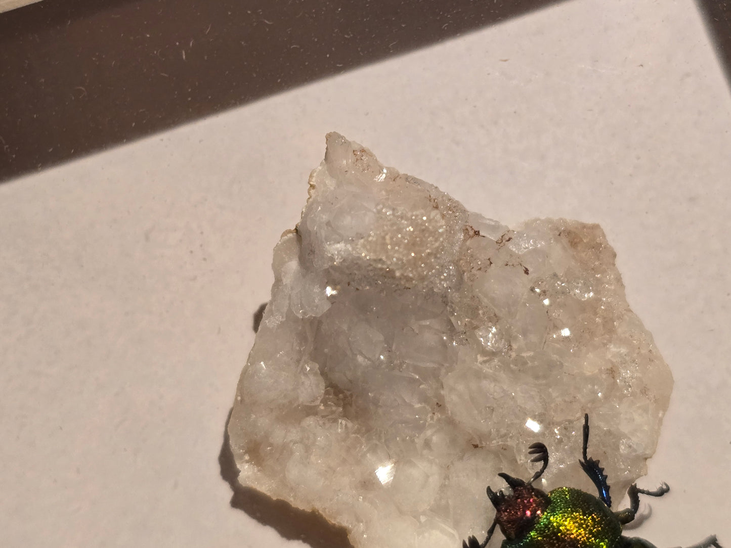 🪲 Lamprima Adolphinae met Kristal – Luxe 3D Lijst