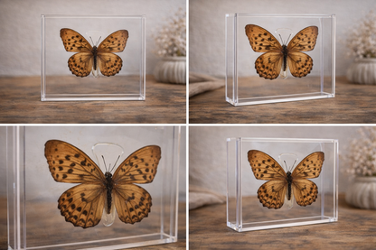 Unieke vlinder in displaybox