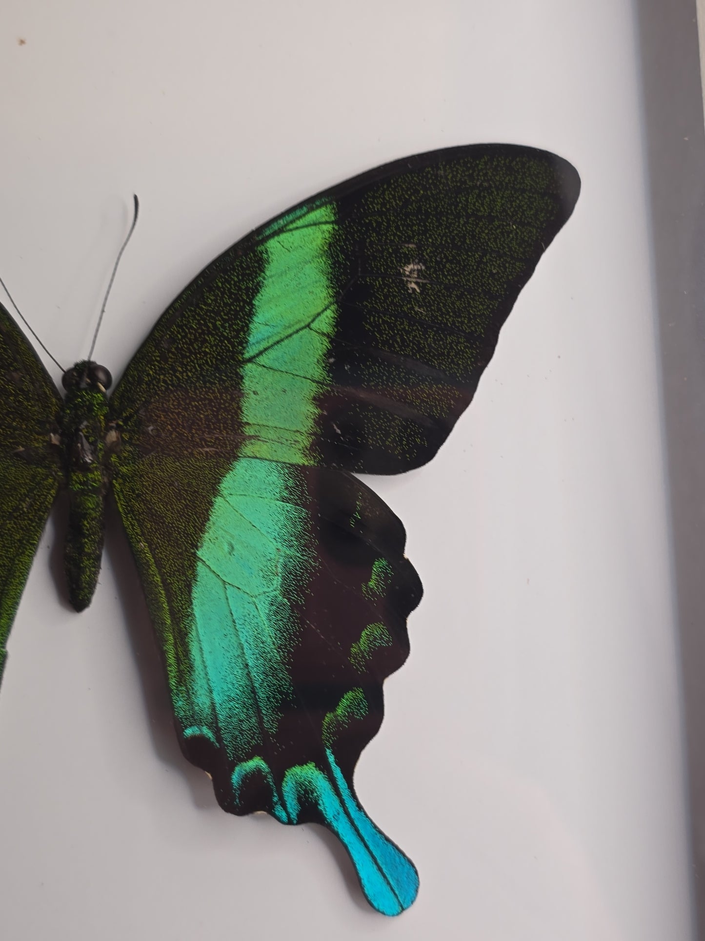 🦋 Opgezette Papilio Blumei – Peacock Swallowtail in luxe 3D lijst