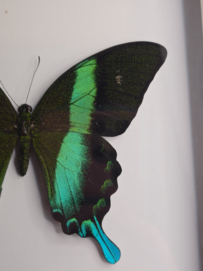 🦋 Opgezette Papilio Blumei – Peacock Swallowtail in luxe 3D lijst