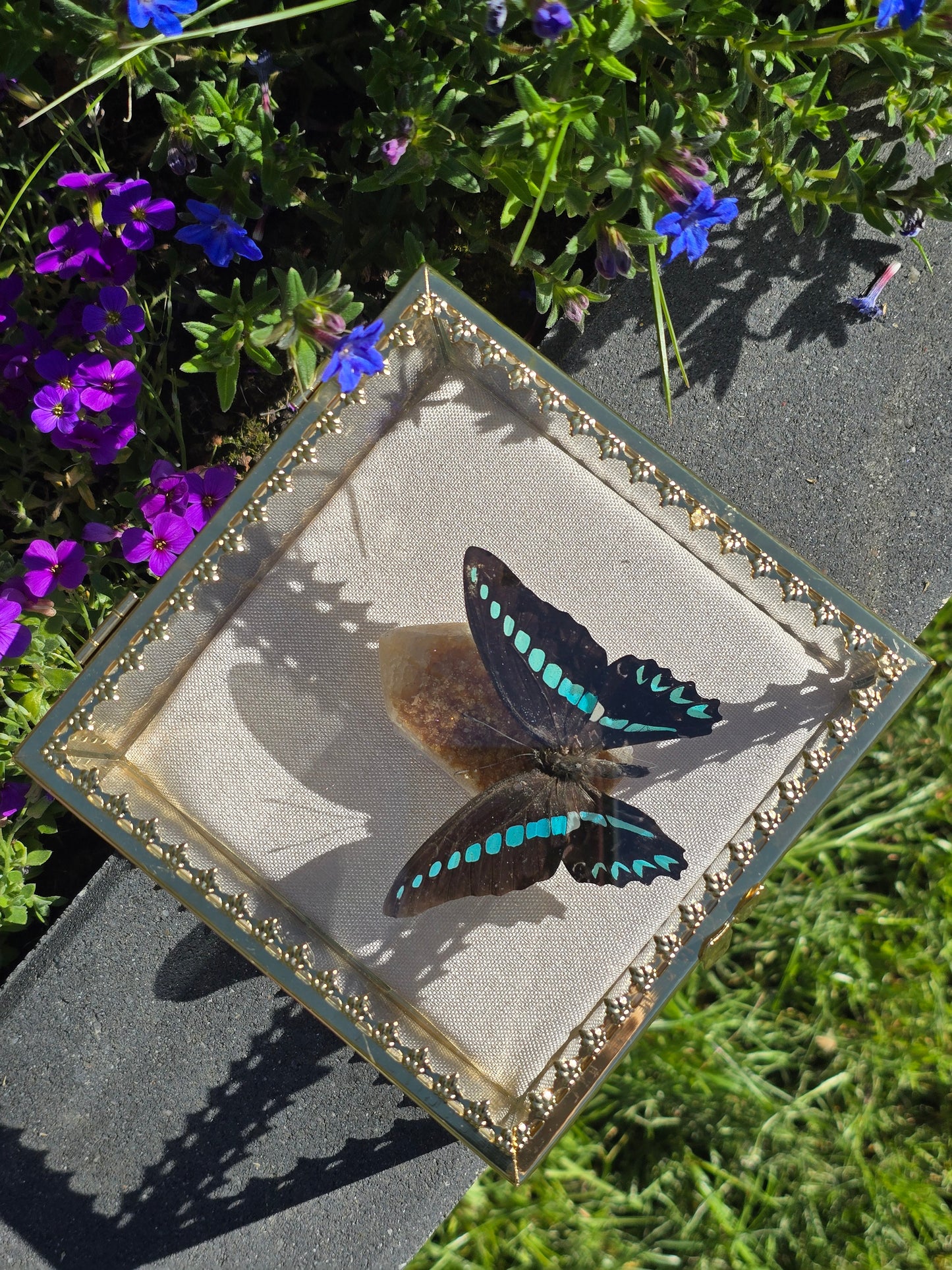 Vlinder in Gouden Display Box met Citrien