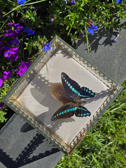 Vlinder in Gouden Display Box met Citrien