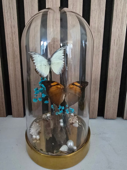🦋 Vlinderstolp met led Doleschallia Bisaltide & Belenois Theora 🦋