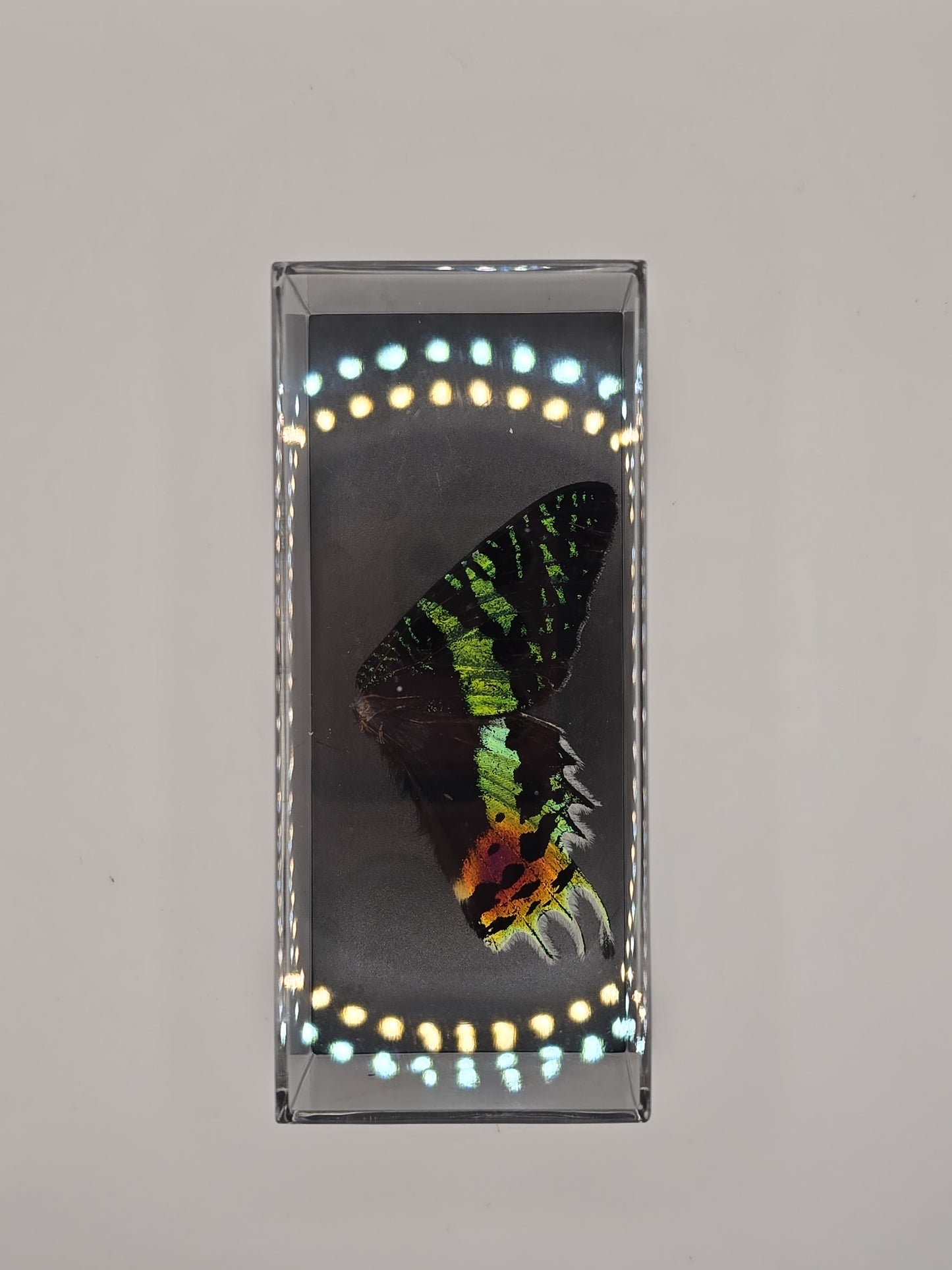 vlindervleugels in een transparante kunststof displaybox