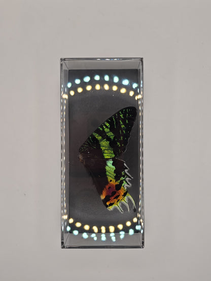 vlindervleugels in een transparante kunststof displaybox