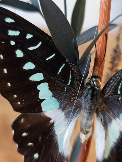 🦋XL vlinderstolp Graphium Doson & Papilio Demoleus🦋
