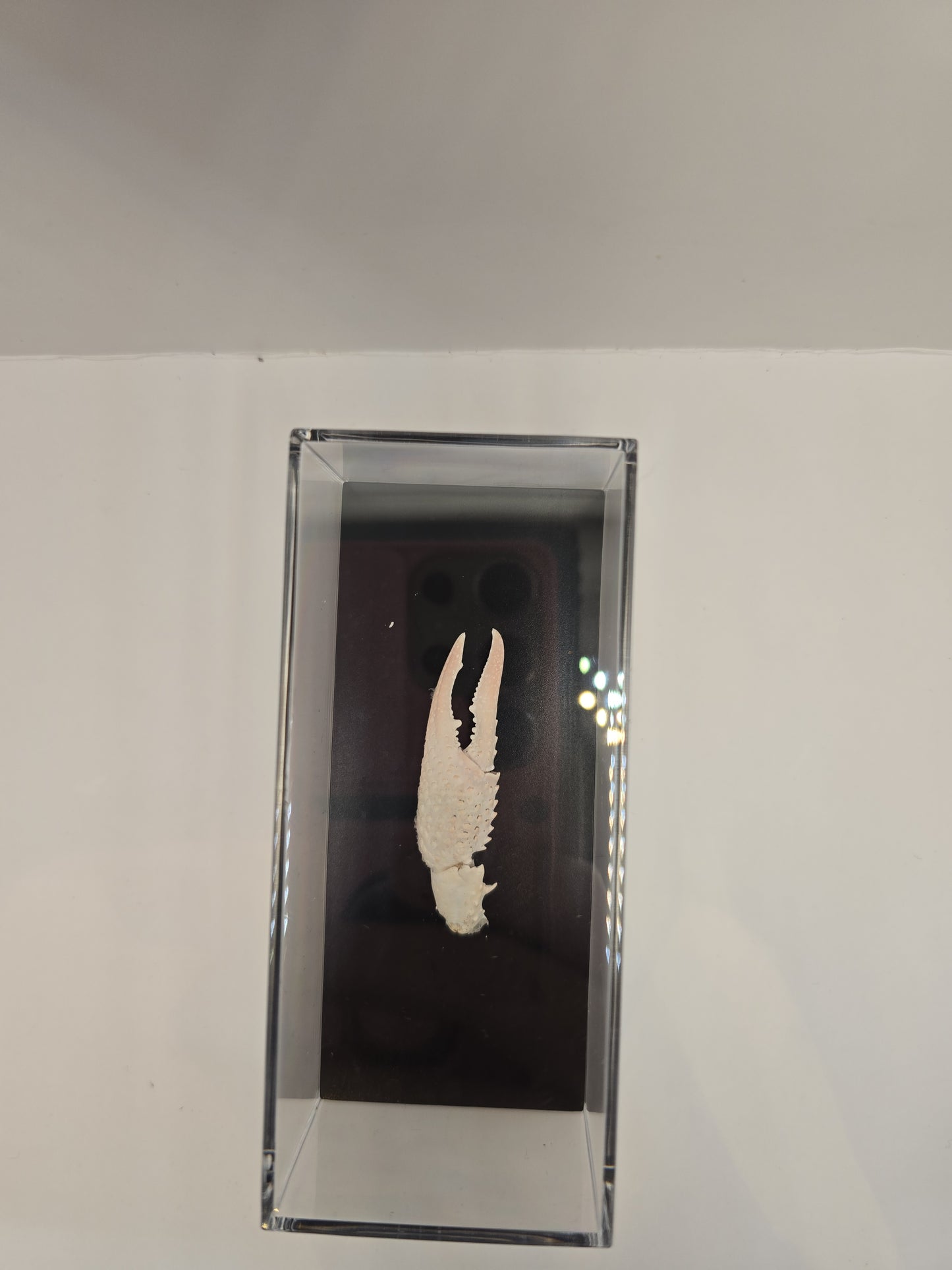 Krabschaar in Display Box