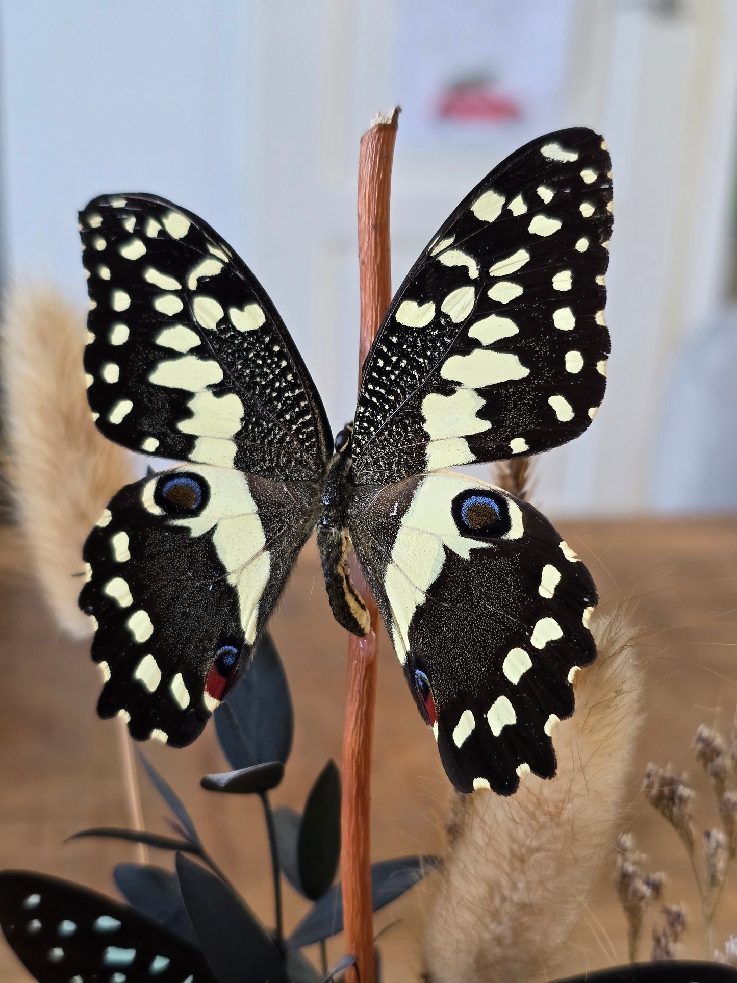 🦋XL vlinderstolp Graphium Doson & Papilio Demoleus🦋
