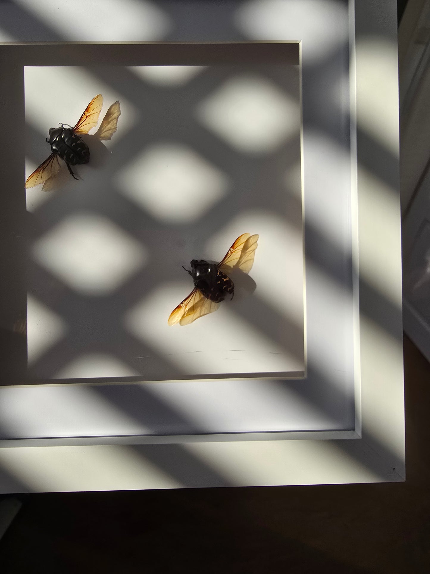 insectenlijstje 2e kansje✨