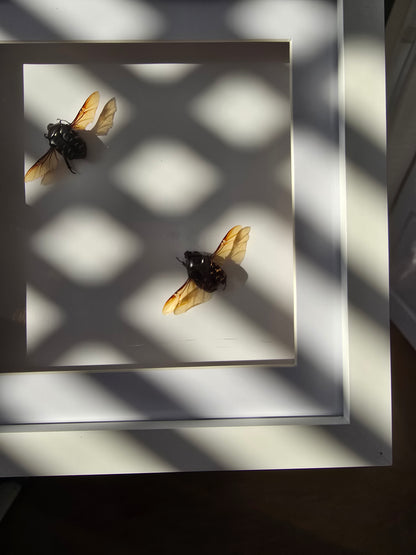 insectenlijstje 2e kansje✨