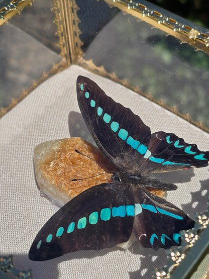 Vlinder in Gouden Display Box met Citrien