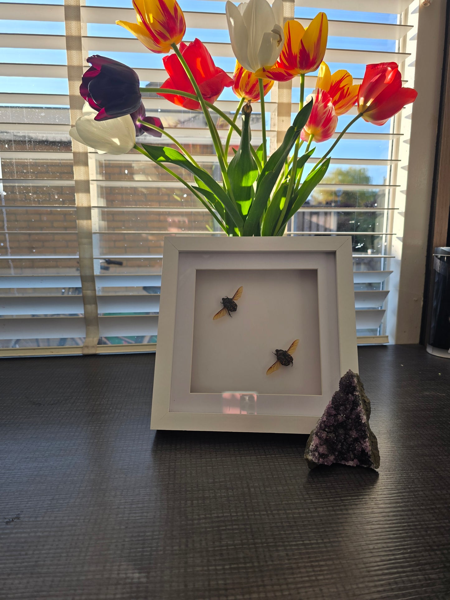 insectenlijstje 2e kansje✨