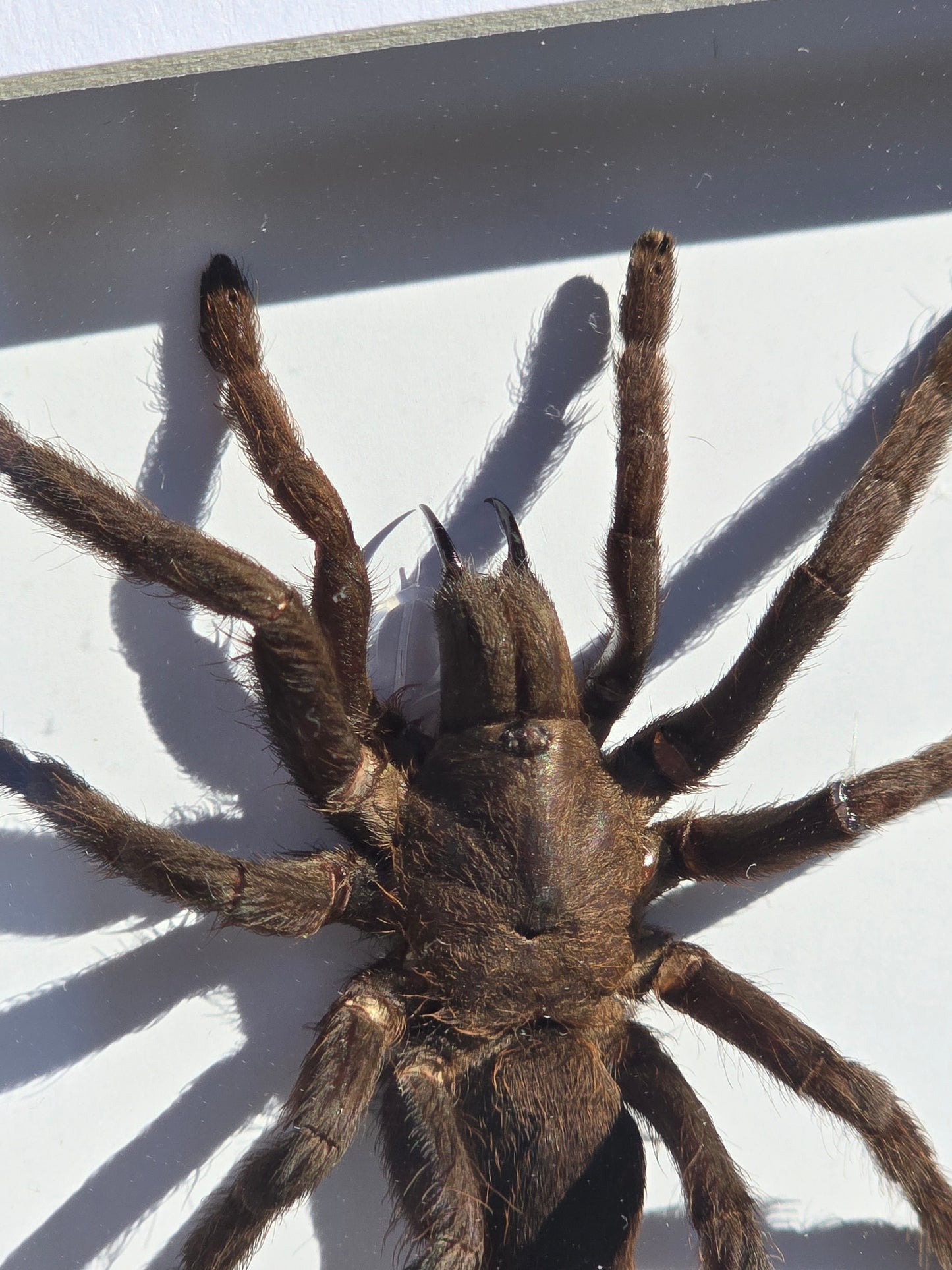 Eurypelma spinicrus Tarantula – Ingelijst