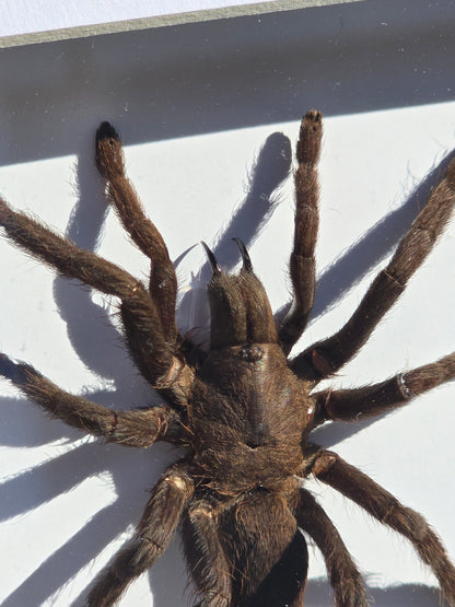 Eurypelma spinicrus Tarantula – Ingelijst