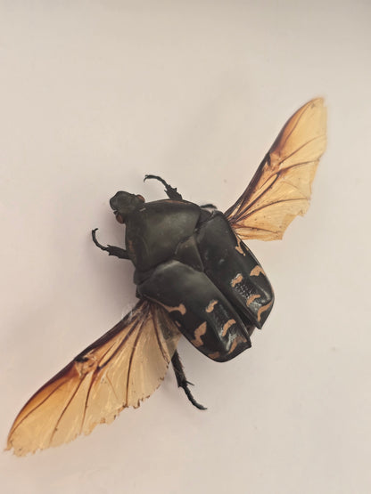 insectenlijstje 2e kansje✨