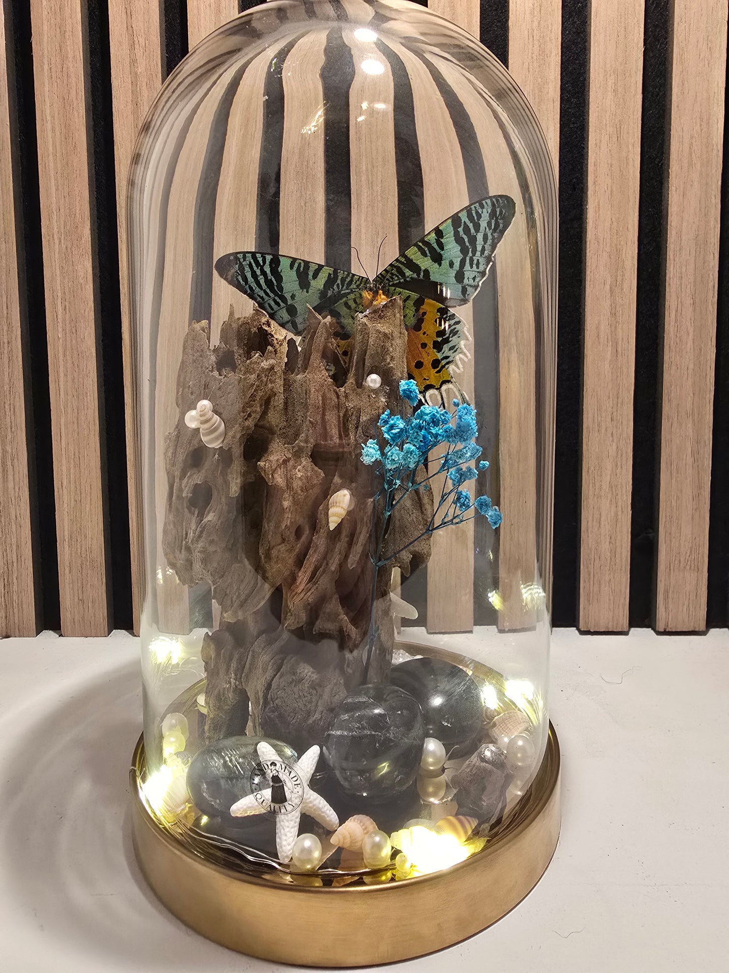 Vlinder Stolp “Ocean Glow” Urania Ripheus