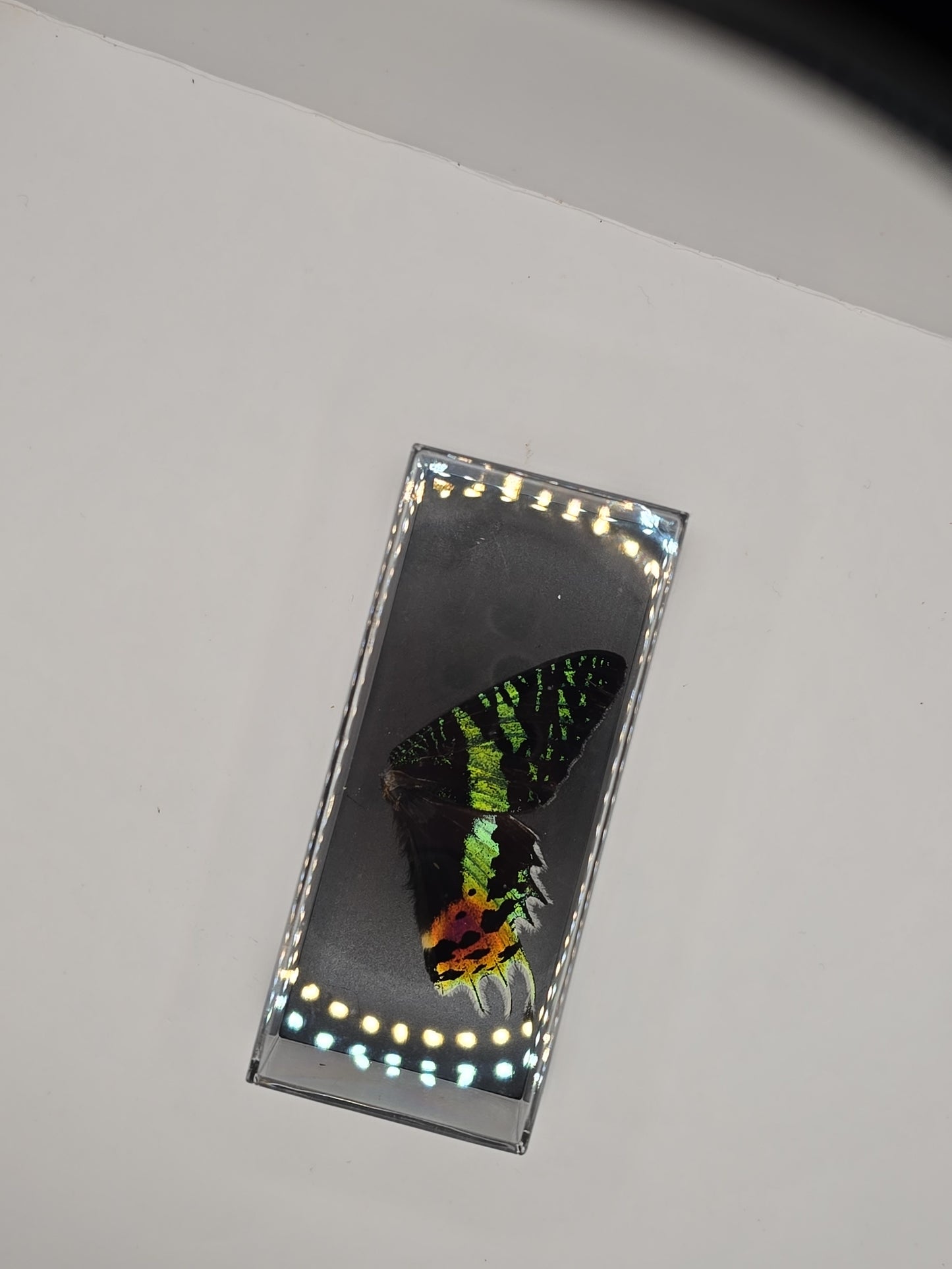 vlindervleugels in een transparante kunststof displaybox