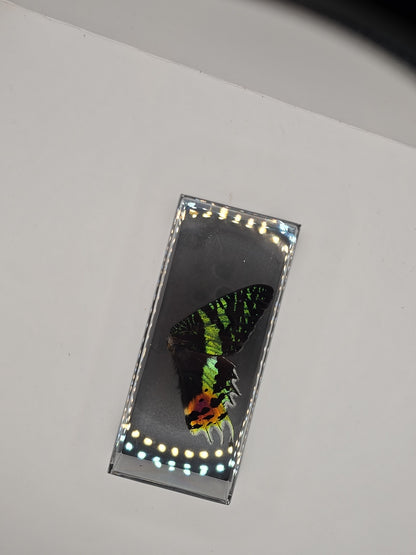 vlindervleugels in een transparante kunststof displaybox
