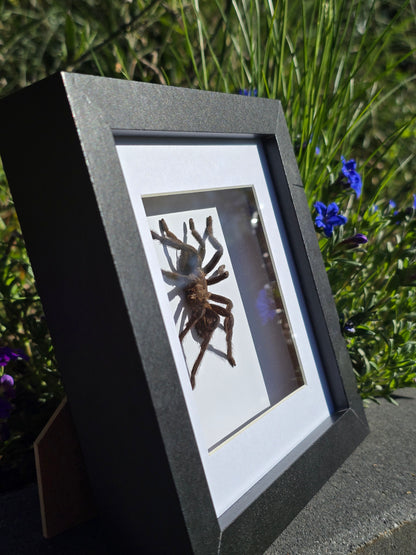 Eurypelma spinicrus Tarantula – Ingelijst