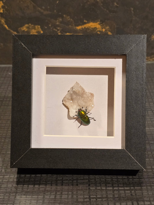 🪲 Lamprima Adolphinae met Kristal – Luxe 3D Lijst