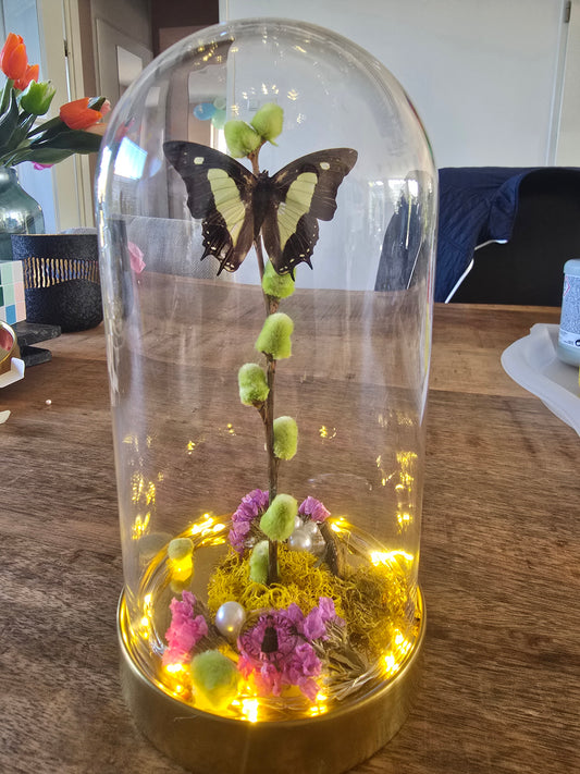 🦋 Vlinderstolp Polyura Athamas 🦋