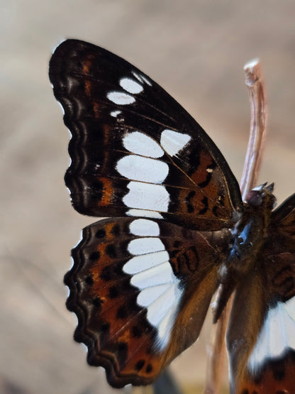 🦋 Vlinderstolp Moduza Procris 🦋