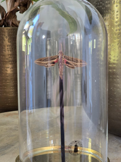 🦋 Opgezette Nachtvlinder in Stolp 🦋