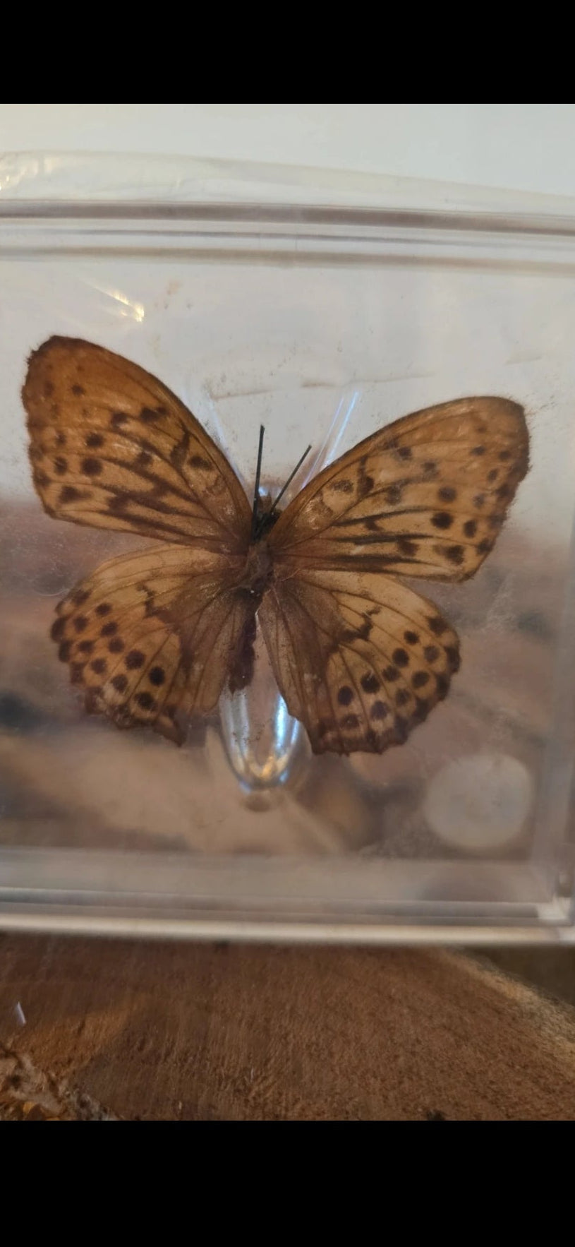 Unieke vlinder in displaybox