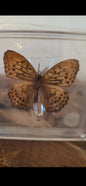 Unieke vlinder in displaybox