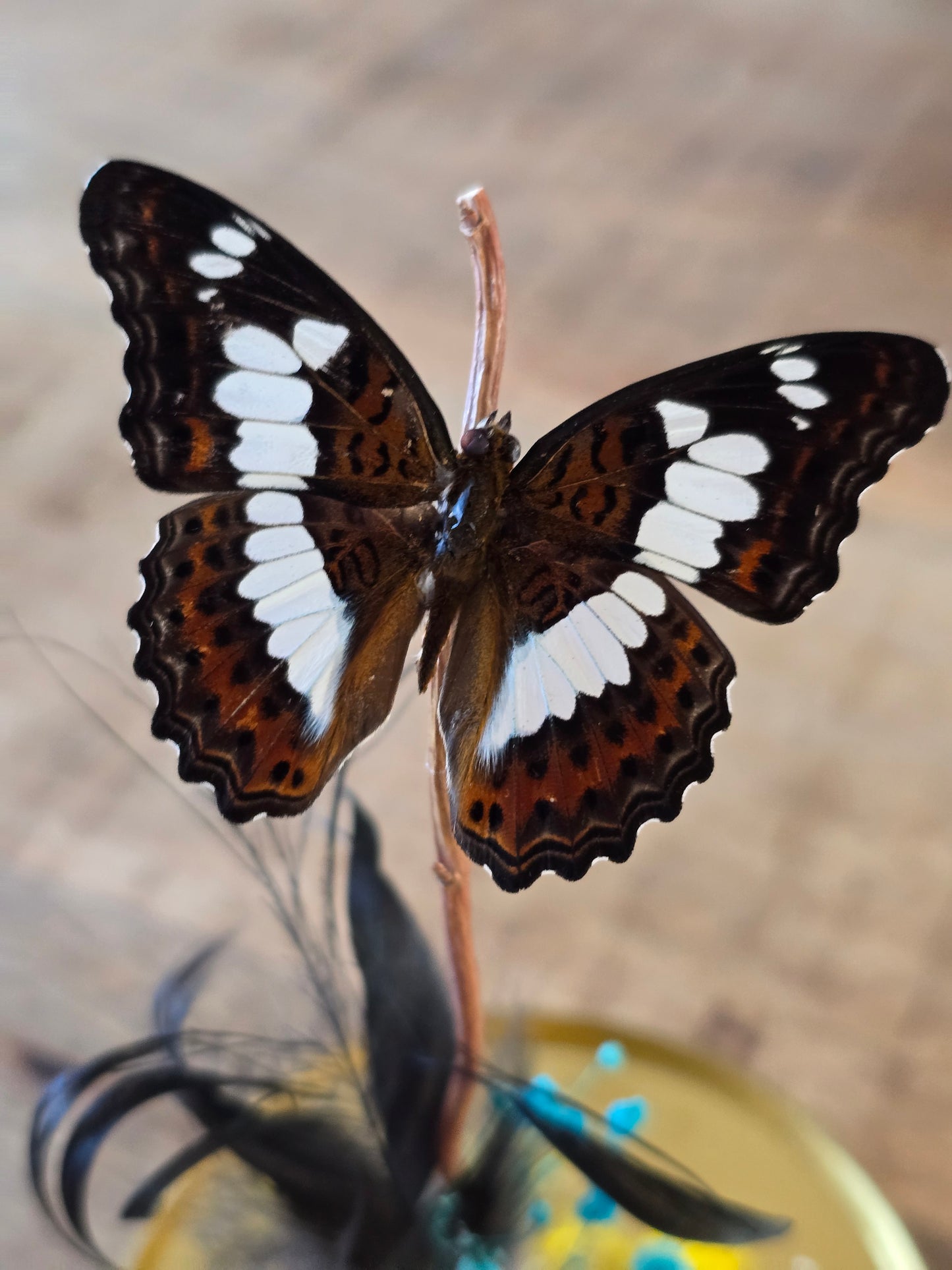 🦋 Vlinderstolp Moduza Procris 🦋