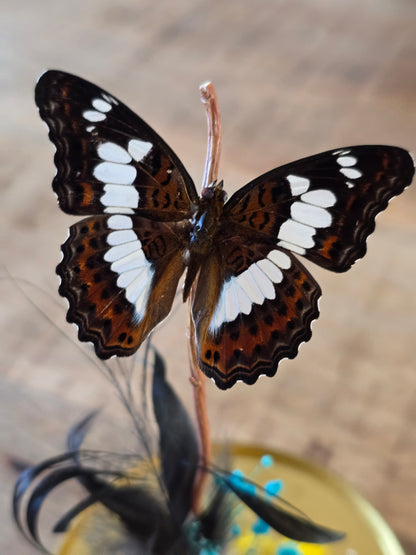 🦋 Vlinderstolp Moduza Procris 🦋