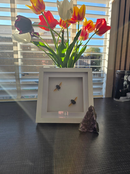 insectenlijstje 2e kansje✨