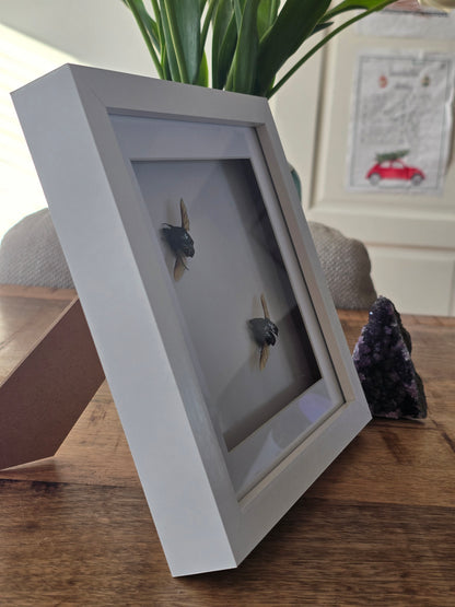 insectenlijstje 2e kansje✨