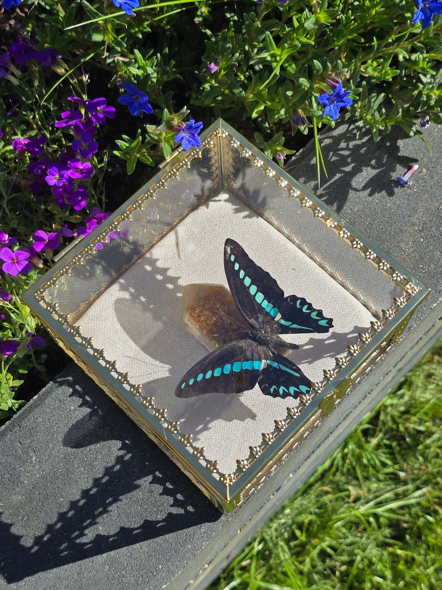 Vlinder in Gouden Display Box met Citrien