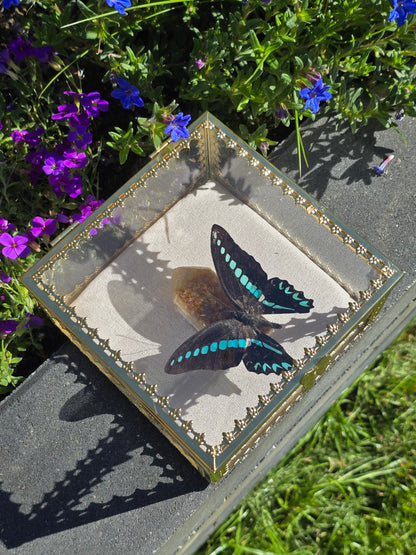 Vlinder in Gouden Display Box met Citrien